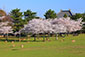 奈良公園　桜　大仏殿
