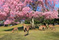 奈良　鹿と桜