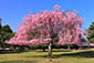 奈良公園　桜　高画質画像