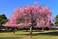 奈良公園　おかっぱ桜
