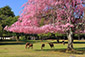 奈良公園　オカッパ桜