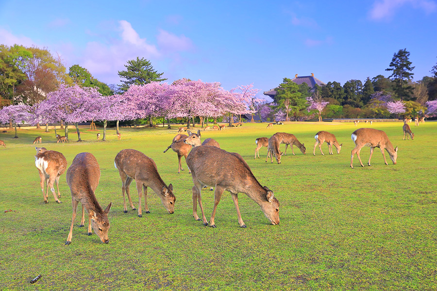 公園 奈良