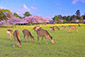 奈良公園の桜　鹿　写真