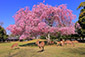 奈良公園　桜　鹿　高画質　写真