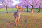 奈良公園　春　鹿