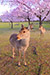 奈良公園　桜　鹿　画像
