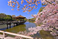奈良公園　浮見堂　桜