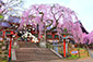 氷室神社　桜