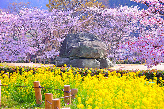 奈良　桜　菜の花