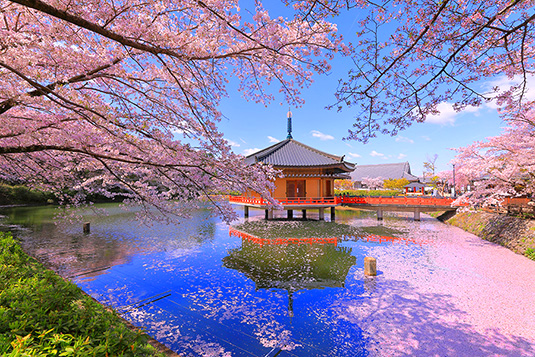 奈良　桜　写真