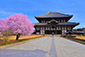 奈良の桜　高画質写真