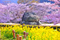 奈良　桜　高画質　写真