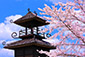 奈良の桜　高画質　画像