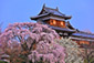 奈良桜