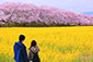 奈良　絶景　桜　葉の花