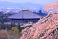 奈良　桜　絶景