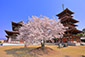 奈良の桜名所　薬師寺