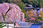 奈良　桜　絶景　写真