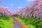 奈良　桜並木　高画質写真