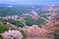 奈良　絶景　桜