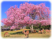 奈良　桜　絶景　画像
