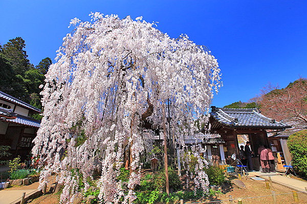 大野寺　桜