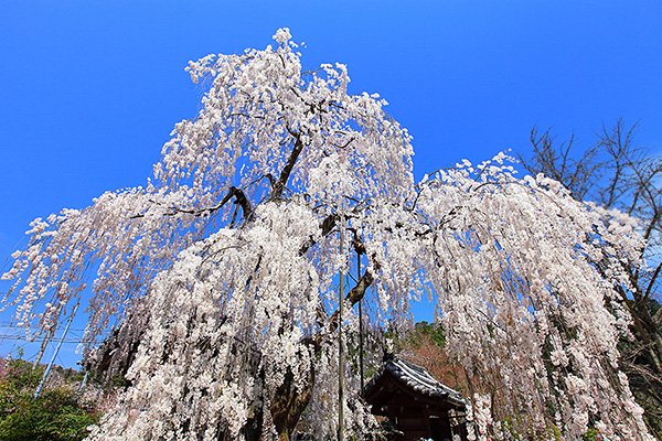 ��쎛�@���@���掿