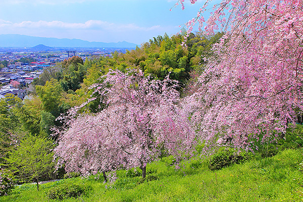 ��_�_�Ё@���@�摜