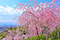 奈良　大神神社　桜