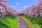 佐保川の桜　高画質写真