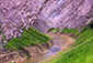 佐保川の桜　高画質　画像