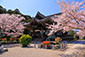 奈良　橘寺の桜