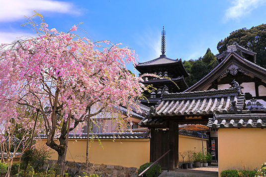 當麻寺　桜