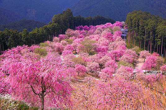 高見の郷　桜　画像