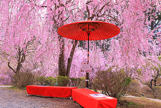 高見の郷　桜　写真