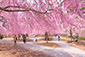 高見の里　桜　画像