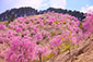 奈良　高見の里　桜　見頃