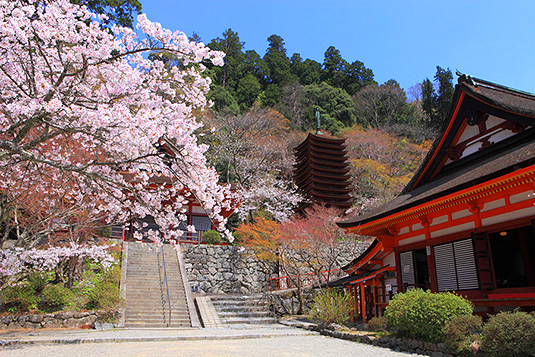 談山神社　桜