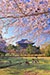 東大寺の桜写真