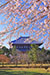 東大寺の桜　写真