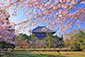 奈良公園　桜　高画質画像