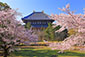 東大寺　桜画像
