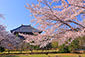 奈良公園の桜　東大寺