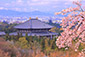 奈良　東大寺　桜