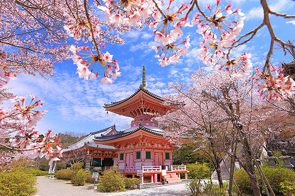 �ٍ㎛�@�t�@�ʐ^