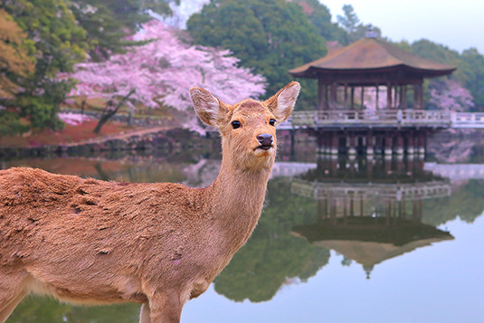 奈良公園　鹿　桜