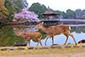 奈良公園　桜　鹿