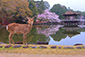 奈良公園　浮見堂　鹿　桜