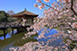 奈良　浮見堂　桜