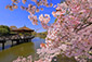 浮見堂　桜　高画質写真